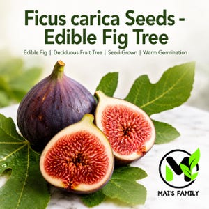 Ficus carica Seeds, Common Fig, Mediterranean Deciduous Fruit Tree