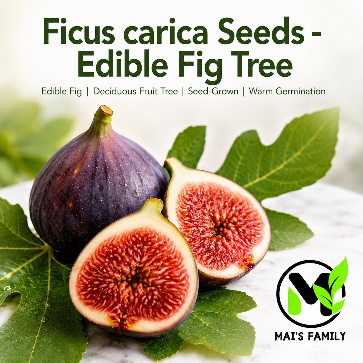 Chicago hardy fig - Etsy 日本