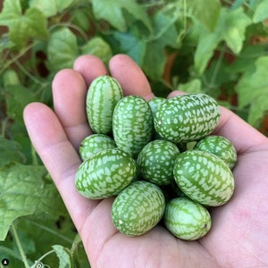 Mexikanische Saure Gurkengurke Samen - Melothria scabra - Mäusemelone