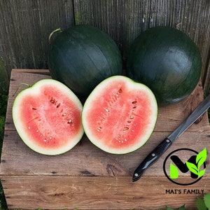 Sugar Baby Watermelon Seeds - Heirloom