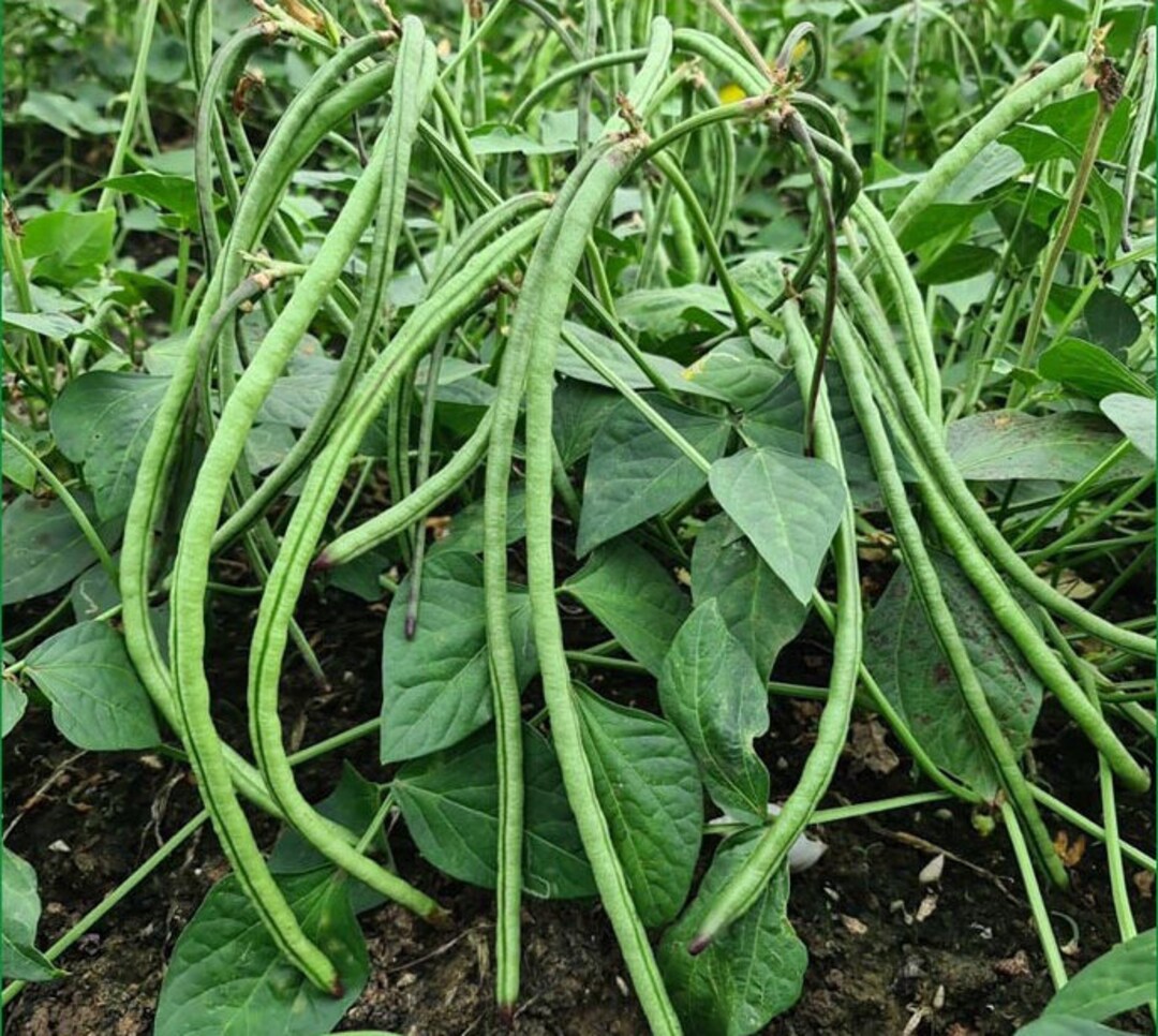 Bush Long Green Bean Seeds Đậu Đũa Bụi Ngọt Non GMO Etsy