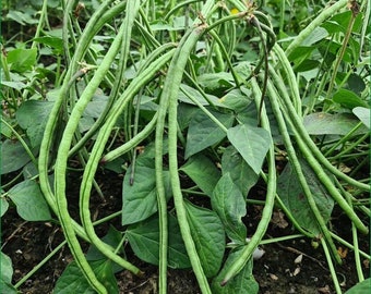 Bush Long Green Bean Seeds | Đậu Đũa Bụi Ngọt | Non GMO