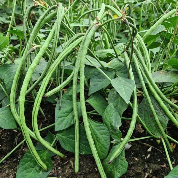 Bush Long Green Bean Seeds | Đậu Đũa Bụi Ngọt | Non GMO