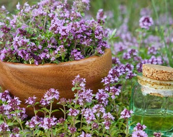 Creeping Thyme Seeds (Thymus serpyllum) , Ground Cover by Mai's Family