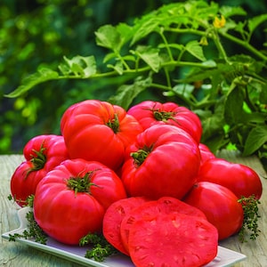 Beefsteak Tomato Seeds | NON-GMO | Heirloom | Fresh Vegetable Seeds