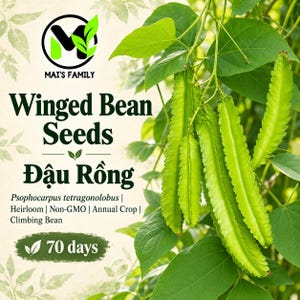 Peut inclure: Graines de haricot ailé étiquetées Psophocarpus tetragonolobus, heirloom, non-GMO, annual crop, climbing bean, 70 days. L'image montre un groupe de gousses de haricot ailé vert vif à quatre angles suspendues à une vigne au feuillage vert foncé.