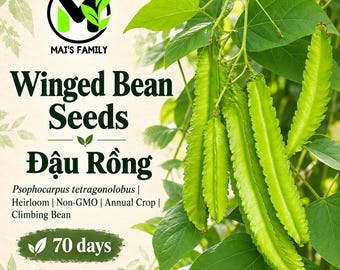 Winged Bean Seeds, Đậu Rồng, Heirloom Non-GMO Tropical Climbing Vegetable