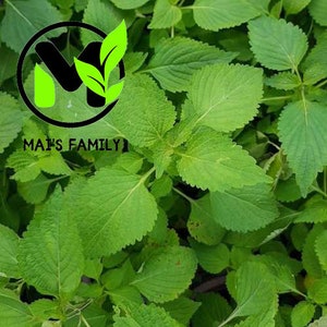 Vietnamese Balm seeds, Balm seeds, Hat Rau Kinh Gioi, Mint Easy to Grow, Delicious!!