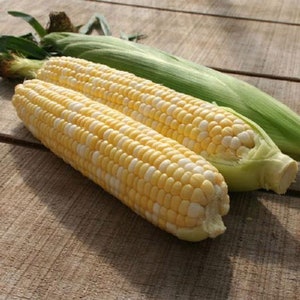 May include: Two ears of corn, one with the husk removed, showing the white and yellow kernels. The other ear of corn is still in its husk.
