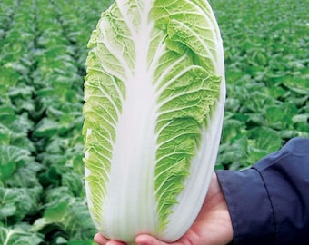500 Cabbage, Napa Michihili Heading Seeds - Heirloom - Cải Thảo (Brassica oleracea)