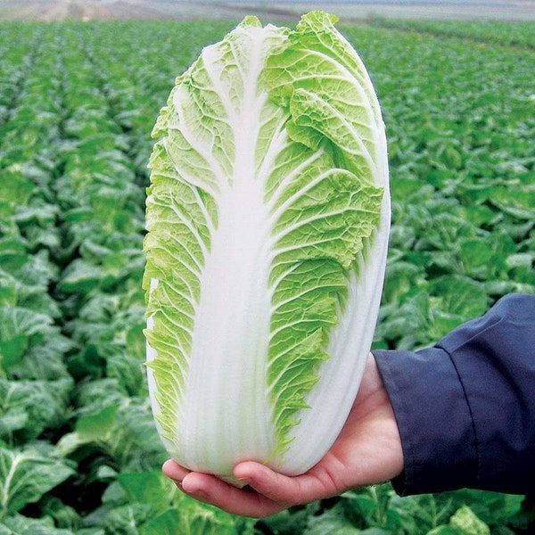 500 Cabbage, Napa Michihili Heading Seeds - Heirloom - Cải Thảo (Brassica oleracea)