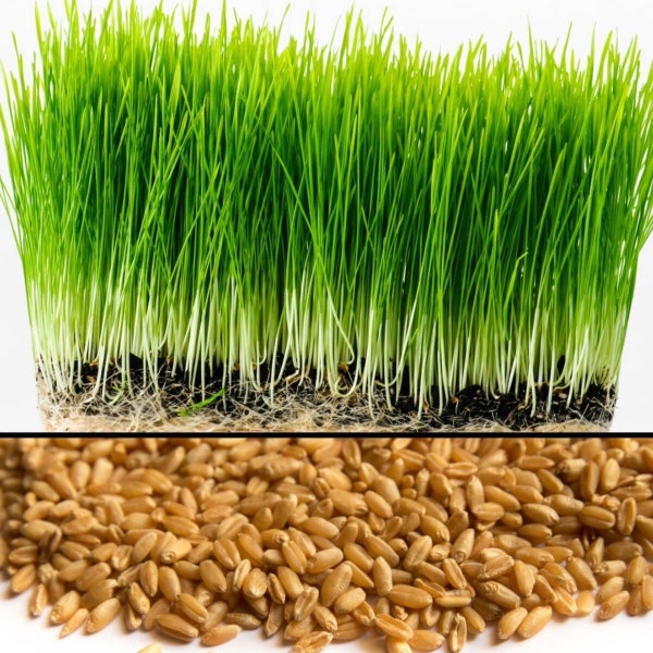 Wheat Grass Seed 1 LB (13,500+seeds) - Guaranteed to Grow, Pets Friendly