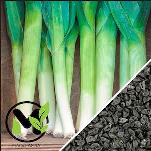 May include: Close-up of a bunch of fresh green leeks with white bulbs. The leeks are arranged in a row, with the green tops overlapping. The leeks are a vibrant green color, and the bulbs are white and firm.