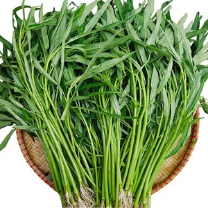 Water Spinach Seeds Rau Muong Kangkong, Water Morning Glory Seeds, Ong Choy, Water Convolvulus, Chinese Water Spinach Seeds image 3