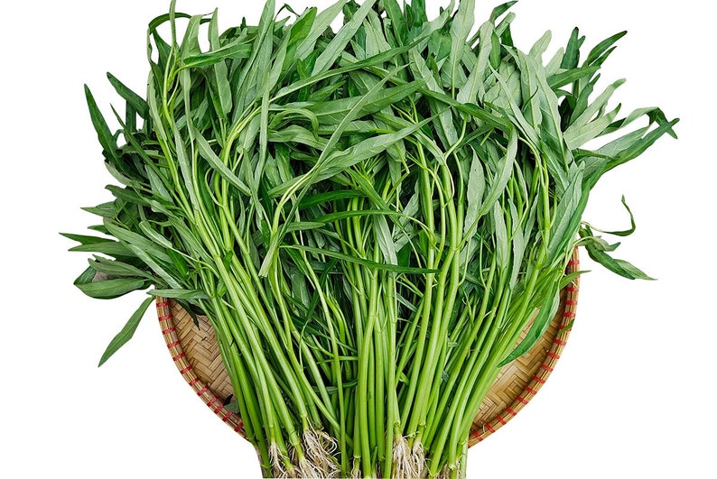 Water Spinach Seeds Rau Muong Kangkong, Water Morning Glory Seeds, Ong Choy, Water Convolvulus, Chinese Water Spinach Seeds image 3