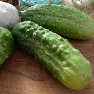 Boston Pickling Cucumber Seeds | NON-GMO | Heirloom | Fresh Garden Seeds