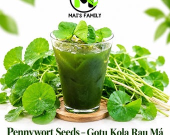 Semillas de centella, Gotu Kola - Rau Má, hierba perenne tradicional sin OGM