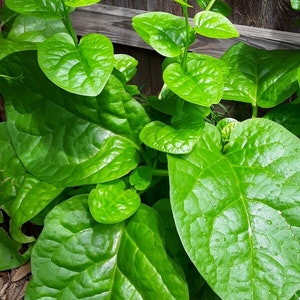 Organic Green Stem Malabar Spinach Alugbati Mong Toi Poi Sang Ceylon seeds