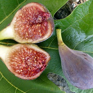 Fig Tree Seeds - Ficus carica, Sweet Fruit Shrub for Planting, Fast Growing | Heirloom Non-GMO | US Seller Mai&#39;s Family