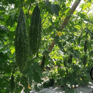 Indian Long Bitter Melon Seeds, Khổ qua rừng gai. Non-GMO Heirloom image 3