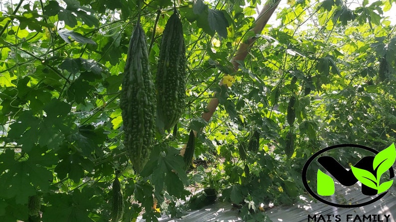 Indian Long Bitter Melon Seeds, Khổ qua rừng gai. Non-GMO Heirloom image 3