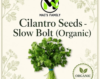 Bio langsamer Bolt Koriandersamen, Heirloom Non-GMO Coriandrum sativum Kräutersamen, Cilantro Koriander