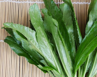 Semillas de culantro vietnamita (tradicional, sin OMG): Ngo Gai, perejil de Tabasco, recao, cilantro mexicano, hierba de San Juan, cilantro espinoso, cilantro espinoso