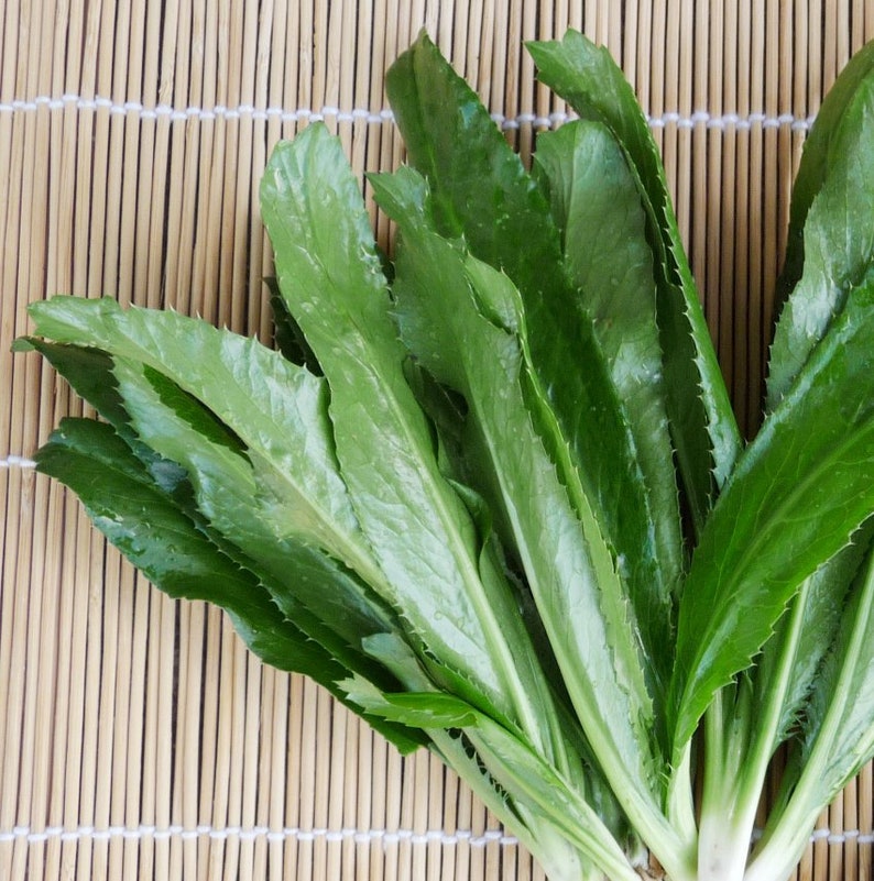 Vietnamese Culantro Seeds Heirloom, Non-GMO Ngo Gai, Tabasco parsley, Recao, Mexican coriander, fitweed,thorny coriander,spiny coriander image 1