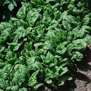 May include: A close-up of a patch of lush green spinach plants growing in a garden.