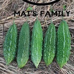 Bitter Gourd Planting Seeds Organic - Heirloom Ampalaya Seeds For