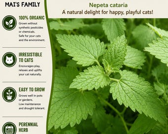 Organic Catnip Seeds | Nepeta cataria Heirloom Non-GMO Perennial Herb Seeds for Cats, Tea & Garden