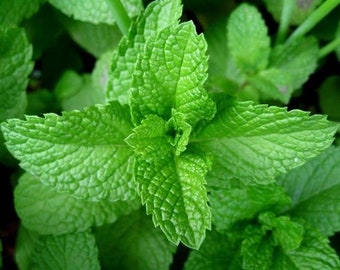 Peppermint Seeds- Herb-(Organic) [Free Ship]