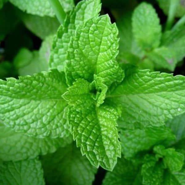 Peppermint Seeds- Herb-(Organic) [Free Ship]