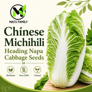 Kinesiska Michihili Napa-kålfrön | Asiatiska kulturarvsgrönsaker utan GMO | Bap Cai Thao Kimchi-kål
