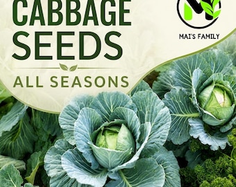 May include: A vibrant image showcasing fresh cabbages with blue-green leaves. The text "Cabbage Seeds" and "All Seasons" is displayed in dark green. The Mai's Family logo is in the upper right corner.