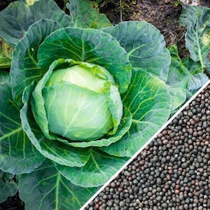 May include: A close-up of a large, green cabbage head with tightly packed leaves. The cabbage is surrounded by more leaves, and the image is split diagonally to show a pile of small, black seeds.