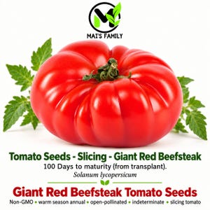 May include: A large, vibrant red beefsteak tomato with a green stem and leaves. Text reads: MAI'S FAMILY, Tomato Seeds - Slicing - Giant Red Beefsteak, 100 Days to maturity (from transplant), Solanum lycopersicum, Giant Red Beefsteak Tomato Seeds.