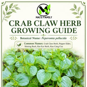May include: A Crab Claw Herb growing guide featuring the text MAI'S FAMILY, CRAB CLAW HERB GROWING GUIDE, Botanical Name: Peperomia pellucida, and Common Names: Crab Claw Herb, Pepper Elder, Shining Bush, Rat-Ear Herb, Rau Càng Cua above green leaves.