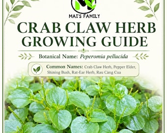 Peperomia Pellucida Seeds, Crab Claw, Rau Càng Cua, Tropical Edible Green