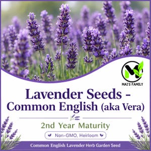 May include: A product label for Lavender Seeds - Common English (aka Vera) featuring a field of purple lavender flowers. The text reads Mai's Family, Lavender Seeds - Common English (aka Vera), 2nd Year Maturity, Non-GMO, Heirloom, and Common English Lavender Herb Garden Seed.