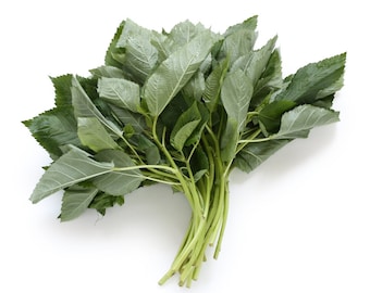 Molokhia - Egyptian Spinach Seeds,Rau Day,Saluyot, Jew mallow,po krachao,koshta,tororo no  HeirloomNon-GMO