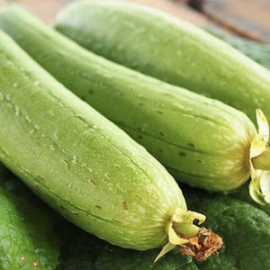 Vietnam Smooth Luffa Gourd seeds; 特長絲瓜; Muop Huong; F1 Non-GMO,Organic