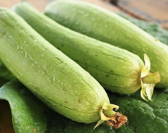 Vietnam Smooth Luffa Gourd seeds; 特長絲瓜; Muop Huong; F1 Non-GMO,Organic