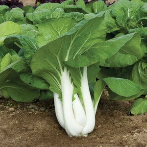 Tall Gao Jiao Pak Choi Seeds, Non-GMO