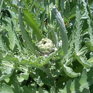 Puede incluir: Primer plano de una planta de alcachofa. La alcachofa, un capullo en forma de globo, está rodeada de hojas grandes, verdes y texturizadas. Las hojas tienen un borde ondulado y un patrón de venas prominente. La planta está a pleno sol.