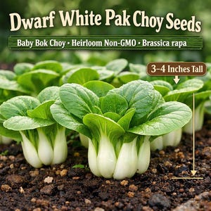 May include: Close-up of Dwarf White Pak Choy plants growing in soil. The plants have bright green leaves and white stems. Text on the image reads "Baby Bok Choy • Heirloom Non-GMO • Brassica rapa" and "3-4 Inches Tall".