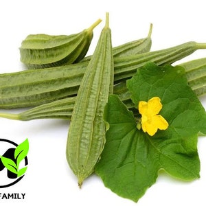 Angled Luffa Seeds Ridged Sponge Gourd Seeds  (Mướp Khía)
