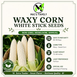 Puede incluir: Etiqueta de paquete de semillas para Mai's Family Waxy Corn White Stick Seeds. Muestra cuatro mazorcas de maíz blancas en una cesta, con texto que detalla 80-90 días de madurez, 183-213 cm de altura, pleno sol y calidad de semilla tradicional.