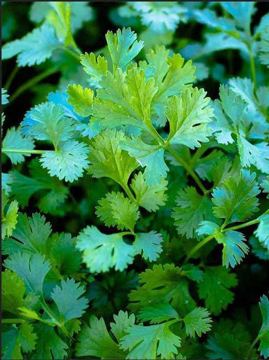 ORGANIC Slow Bolt Cilantro Seeds | Non-GMO | Fresh Garden Seeds Free Ship
