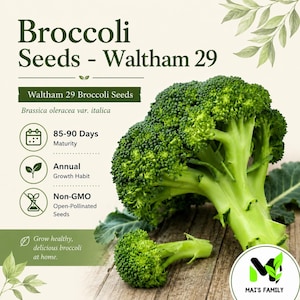 May include: Image of Waltham 29 broccoli seeds. The image includes a head of fresh green broccoli with a stem and a smaller floret. Text on the image includes "85-90 Days Maturity", "Annual Growth Habit", and "Non-GMO Open-Pollinated Seeds".